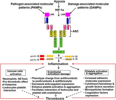 Understanding Inflammatory Responses in the Manifestation of Prothrombotic Phenotypes